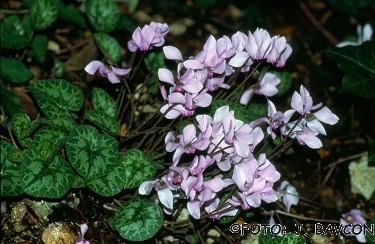 Cyclamen purpurascens \'Lila\'