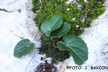 Cyclamen purpurascens \'Limes\'