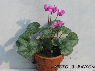 Cyclamen purpurascens \'Ljubljana\'