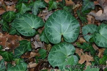 Cyclamen purpurascens \'Medno\'