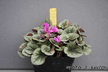 Cyclamen purpurascens \'Metlika\'