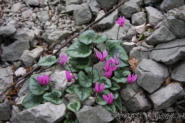 Cyclamen purpurascens \'Nova Gorica\'