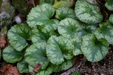 Cyclamen purpurascens \'Novo Mesto\'