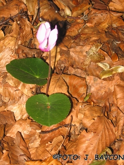 Cyclamen purpurascens \'Otlica\'