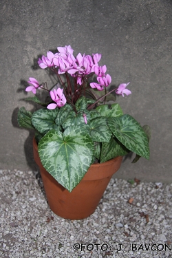 Cyclamen purpurascens \'Pik\'