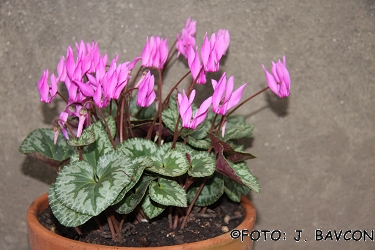 Cyclamen purpurascens \'Plamen\'