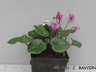 Cyclamen purpurascens \'Podkraj\'