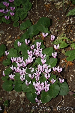 Cyclamen purpurascens \'Podsreda\'