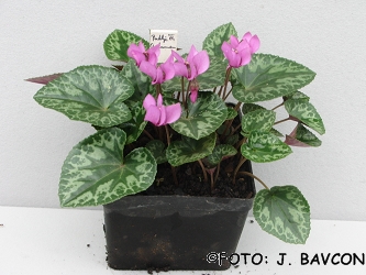 Cyclamen purpurascens \'Radlje\'