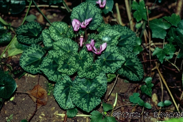 Cyclamen purpurascens \'Raka\'