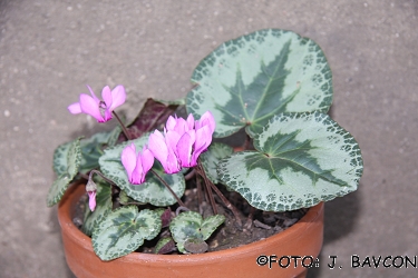 Cyclamen purpurascens \'Rosalnice\'