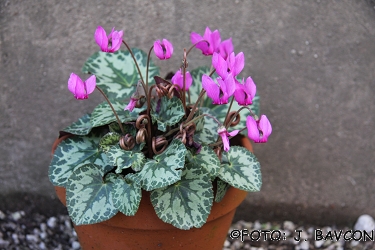 Cyclamen purpurascens \'Sara\'