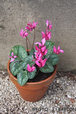 Cyclamen purpurascens \'Soča\'