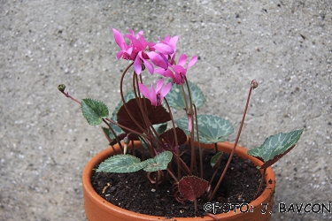 Cyclamen purpurascens \'Sv. Gora\'