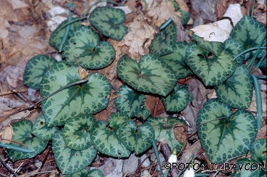 Cyclamen purpurascens \'Sveta Lucija\'