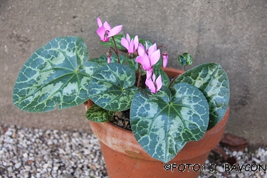 Cyclamen purpurascens \'Trebnje\'