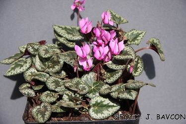 Cyclamen purpurascens \'Vinica\'