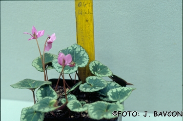 Cyclamen purpurascens \'Vipava\'