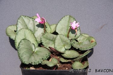 Cyclamen purpurascens \'Zrcalo\'