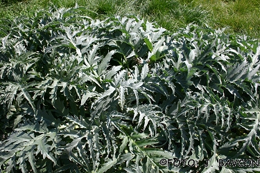 Cynara scolymus