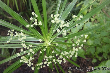 Cyperus alternifolius