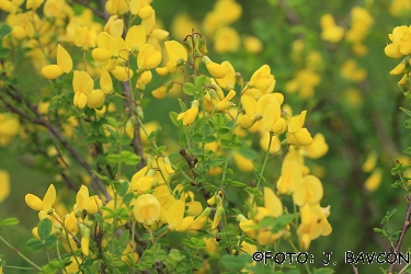 Cytisus sessilifolius