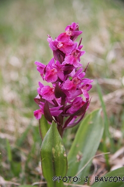 Dactylorhiza sambucina