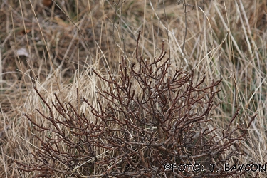 Daphne alpina