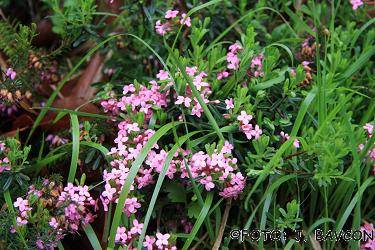 Daphne cneorum