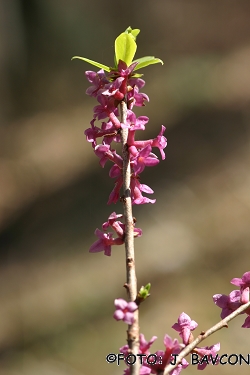 Daphne mezereum