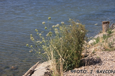 Daucus carota