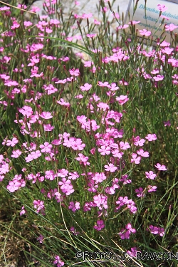 Dianthus deltoides