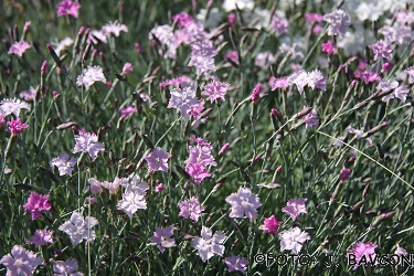 Dianthus fragrans