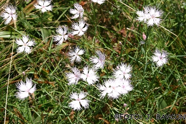 Dianthus monspessulanus