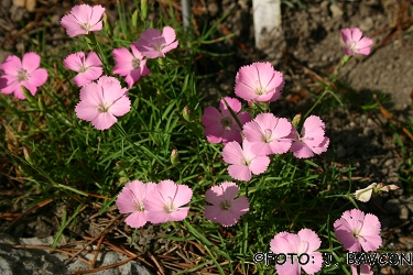 Dianthus pavonius