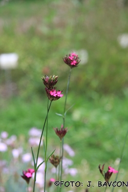 Dianthus pontederae