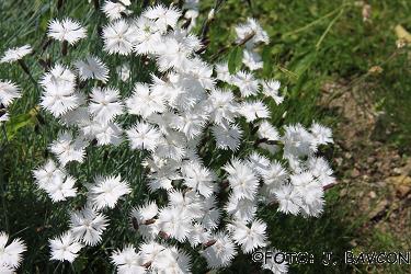 Dianthus pubescens