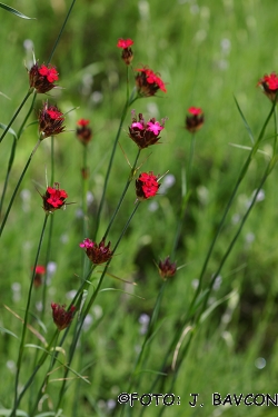 Dianthus sanguineus