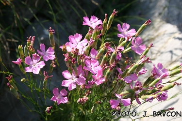 Dianthus sylvestris