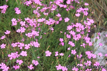 Dianthus tergestinus