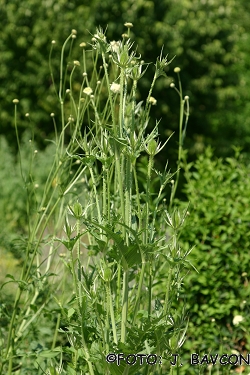 Dipsacus laciniatus