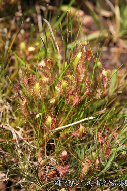 Drosera anglica