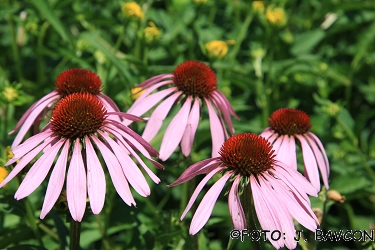 Echinacea purpurea