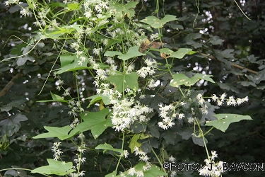 Echinocystis lobata