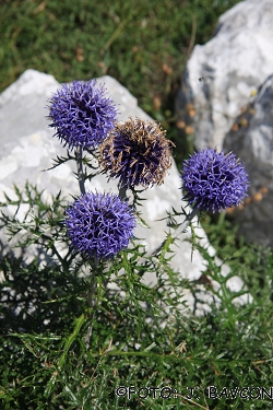 Echinops ritro subsp. ruthenicus