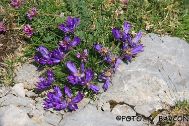 Edraianthus graminifolius