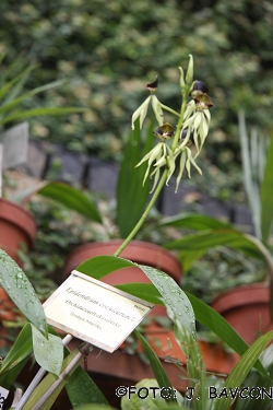 Epidendrum cochleatum