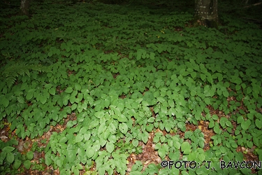 Epimedium alpinum