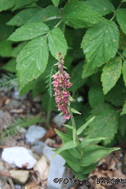 Epipactis atrorubens