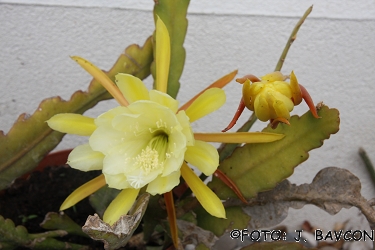 Epiphyllum ackermannii